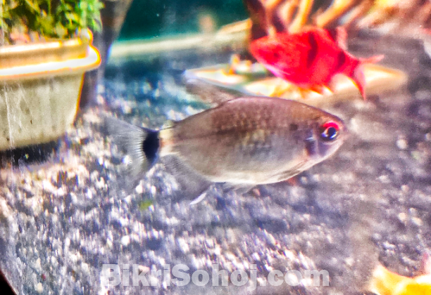 ৬ পিস Red Eye Tetra মাছ